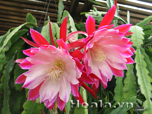 hoa_nhat_quynh_5 | hoala.vn