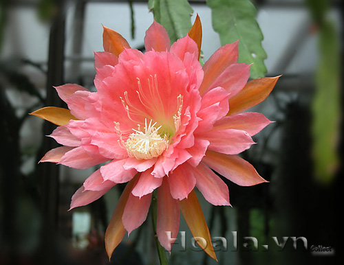 hoa_nhat_quynh_7| hoala.vn