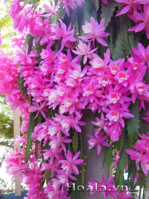 hoa_nhat_quynh_8 | hoala.vn