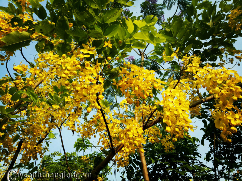 osaka-hoa-vang-muong-hoang-yen-11 osaka-hoa-vang---muong-hoang-yen-11