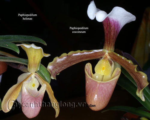 Lan hài Paphiopedilum - cách trồng và chăm sóc | hoala.vn