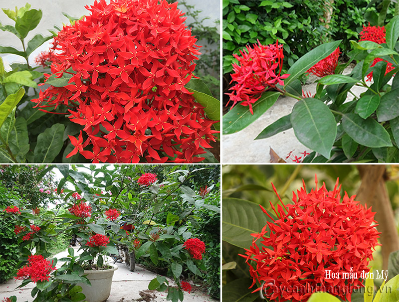 pentas star flower mau don my