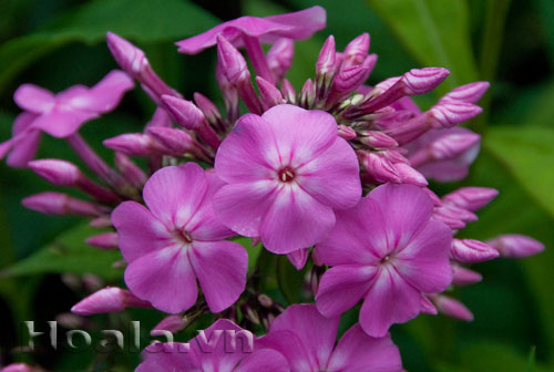 phlox_1 Hoa Phlox rực rỡ đón xuân về | hoala.vn