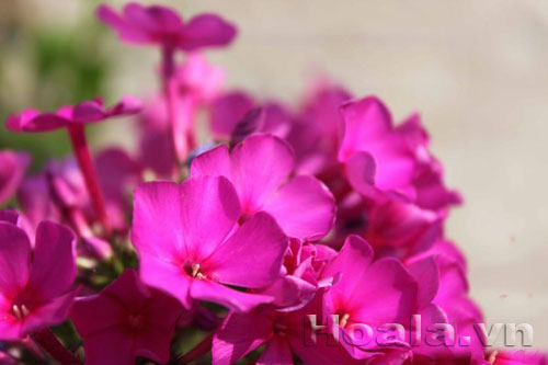 phlox_10 Hoa Phlox rực rỡ đón xuân về | hoala.vn