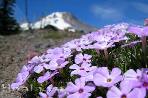 phlox_12 Hoa Phlox rực rỡ đón xuân về | hoala.vn
