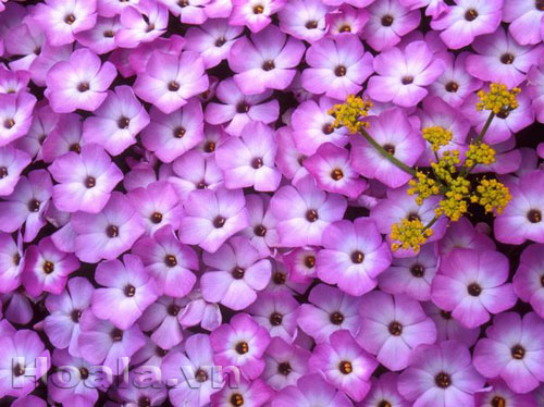 phlox_13 Hoa Phlox rực rỡ đón xuân về | hoala.vn