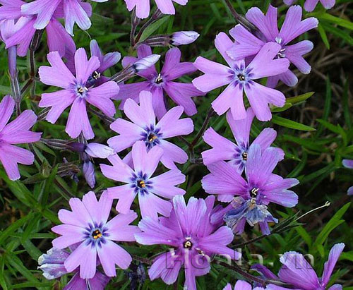 phlox_17 Hoa Phlox rực rỡ đón xuân về | hoala.vn