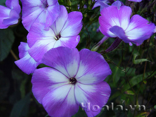 phlox_2 Hoa Phlox rực rỡ đón xuân về | hoala.vn