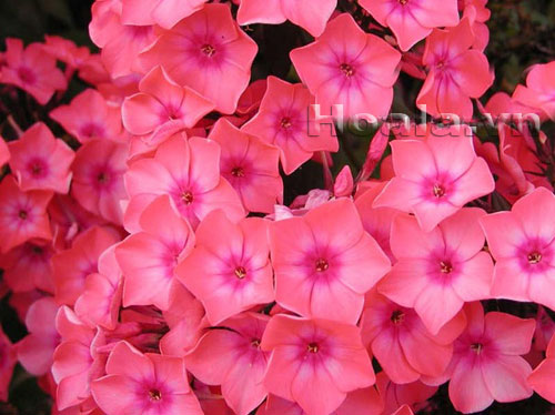 phlox_5 Hoa Phlox rực rỡ đón xuân về | hoala.vn