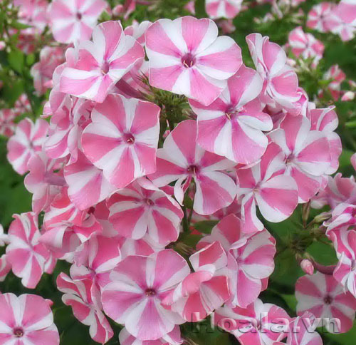 phlox_6 Hoa Phlox rực rỡ đón xuân về | hoala.vn