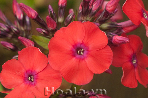 phlox_7 Hoa Phlox rực rỡ đón xuân về | hoala.vn