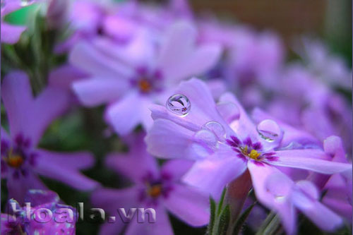phlox_8 Hoa Phlox rực rỡ đón xuân về | hoala.vn
