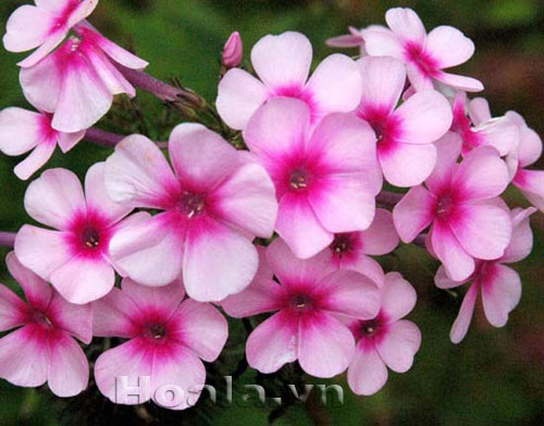 phlox_9 Hoa Phlox rực rỡ đón xuân về | hoala.vn