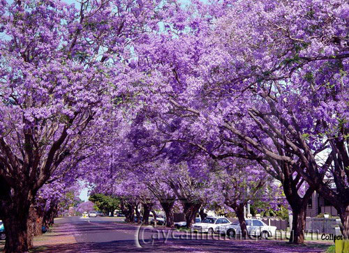 phuong-tim-1 Hoa phượng tím cách trồng và chăm sóc | hoala.vn