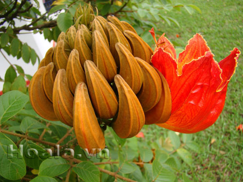 Hoa phượng hoàng như đốm lửa trên cây | hoala.vn
