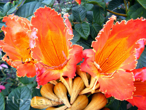 Hoa phượng hoàng như đốm lửa trên cây | hoala.vn