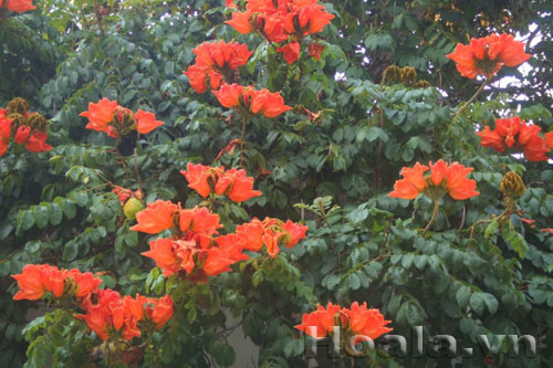 Hoa phượng hoàng như đốm lửa trên cây | hoala.vn