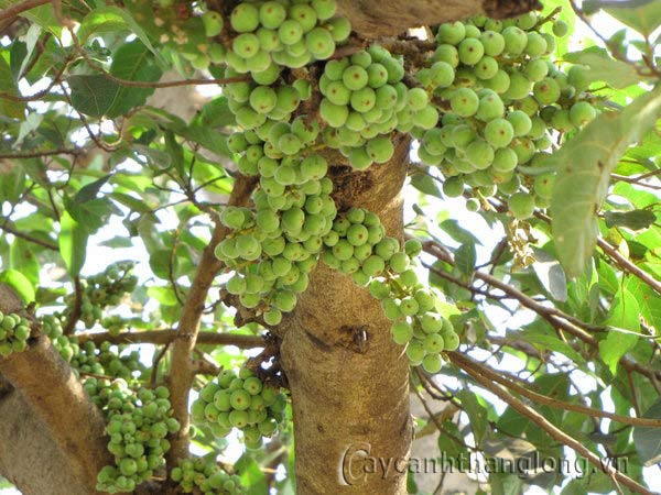 cay trong trong chua - cay sung qua