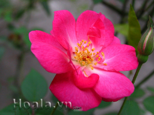 hoa hong que 01