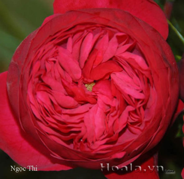 Hoa hong do - hong leo Ngoc thi 157