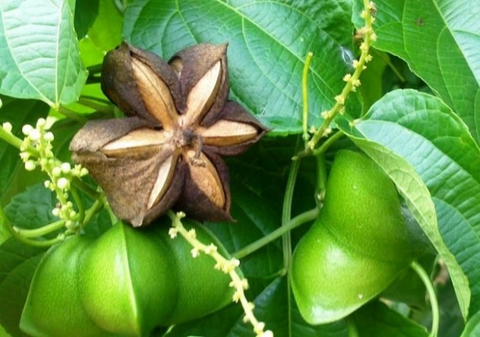 qua-sachi-chin qua-sachi-chin