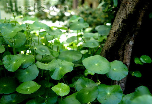 rau_ma-1 Rau má cảnh trổ hoa | hoala.vn