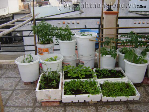 rau_tren_san_thuong Chia sẻ cách trồng các loại rau trên sân thượng | hoala.vn