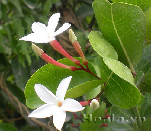 si_ro_1 Hoa si rô ngọt ngào | hoala.vn
