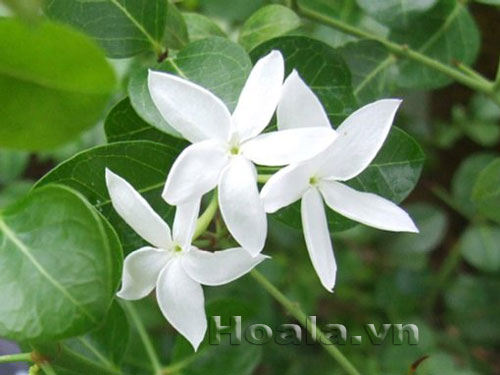 si_ro_10 Hoa si rô ngọt ngào | hoala.vn