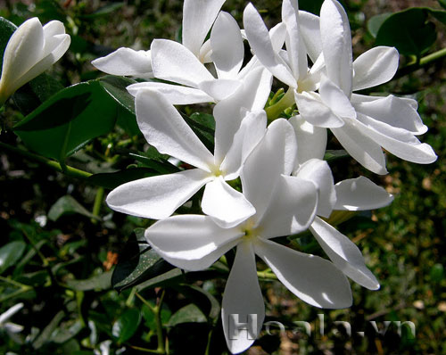 si_ro_11 Hoa si rô ngọt ngào | hoala.vn