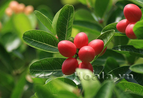 si_ro_5 Hoa si rô ngọt ngào | hoala.vn