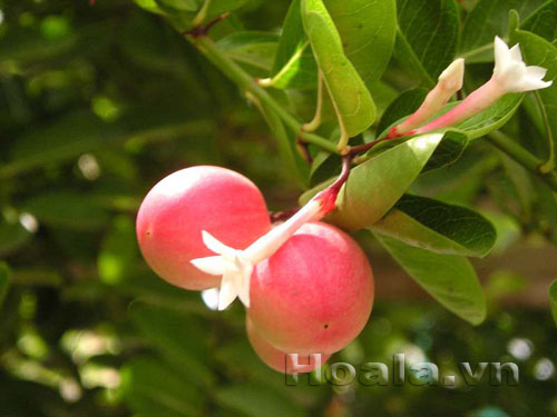 si_ro_7 Hoa si rô ngọt ngào | hoala.vn