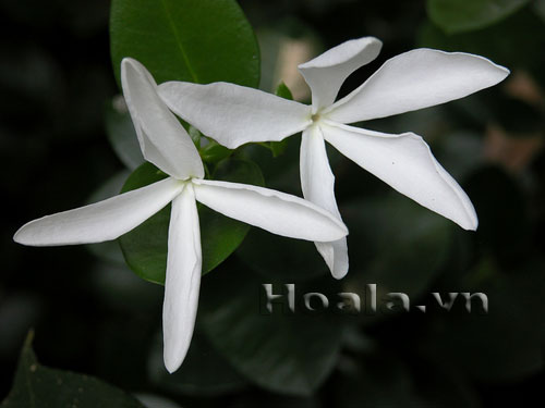si_ro_9 Hoa si rô ngọt ngào | hoala.vn