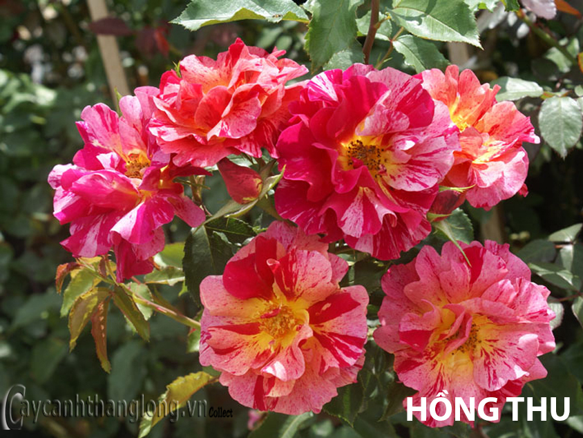 hong thu