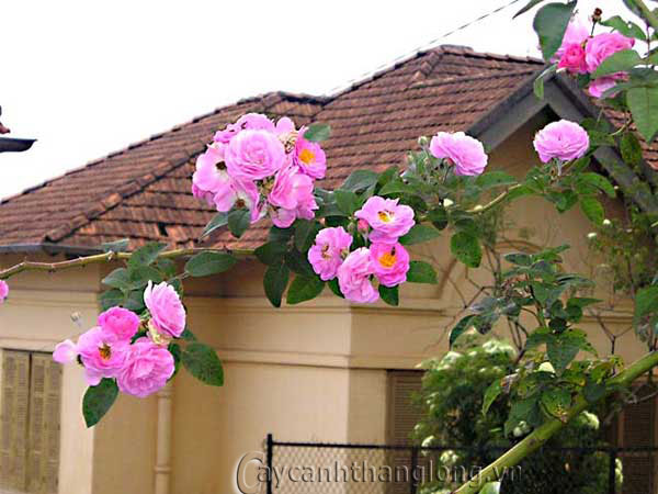 tam xuan phot hong canh kep 61