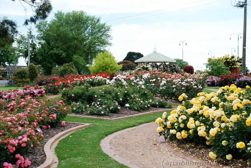 tham-hoa-hong 03