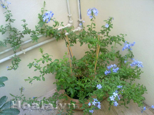 Hoa Thanh xà sắc xanh dịu mát | hoala.vn