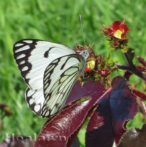 Thầu dầu ba lá tía xinh xinh | hoala.vn