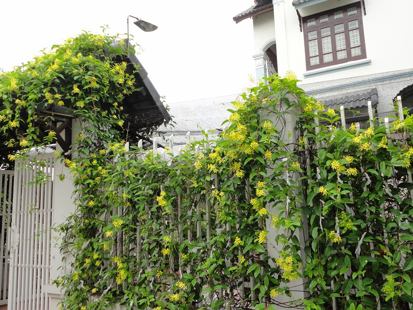 hoa leo mai hoang yen