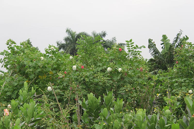 phu dung toan 3