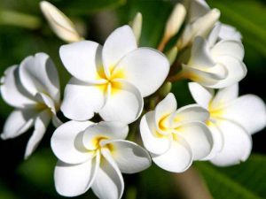 Những cây hoa quý được trồng nhiều ở những nơi tâm linh