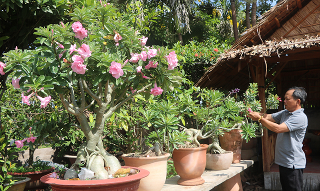 Kỹ thuật trồng và chăm sóc cây hoa sứ trong chậu 3 trong su trong chau