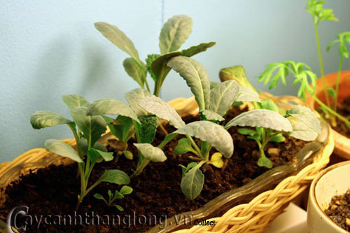 Biến hóa độc đáo với vườn rau trong nhà | hoala.vn