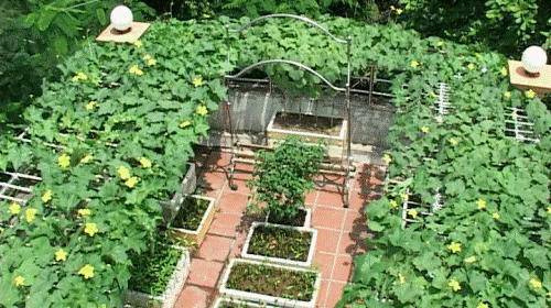 Biến hóa độc đáo với vườn rau trong nhà | hoala.vn