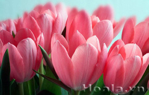 tu_lip-12 Nàng hoa tulip xinh đẹp | hoala.vn