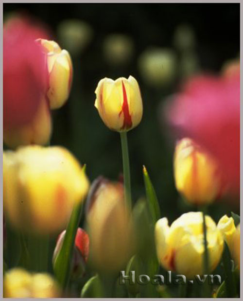 tu_lip-13 Nàng hoa tulip xinh đẹp | hoala.vn