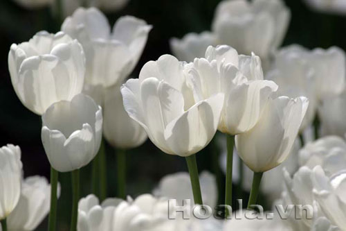 tu_lip-17 Nàng hoa tulip xinh đẹp | hoala.vn