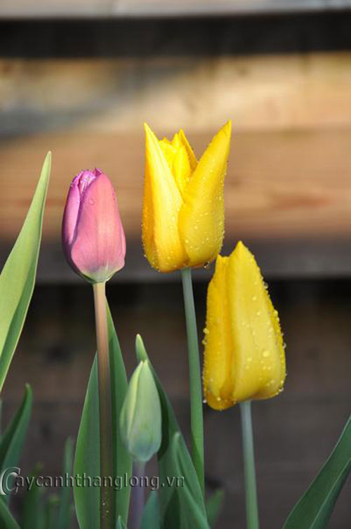 Sự tích hoa tulip | hoala.vn