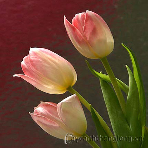 Hoa Tulip - cách trồng và chăm sóc | hoala.vn