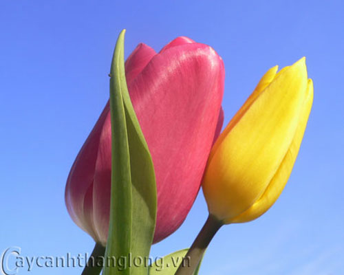 Hoa Tulip - cách trồng và chăm sóc | hoala.vn